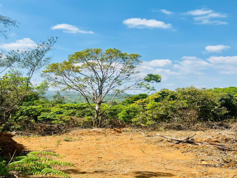  7 Acre Agricultural/Farm Land for Sale in Madikeri, Kodagu