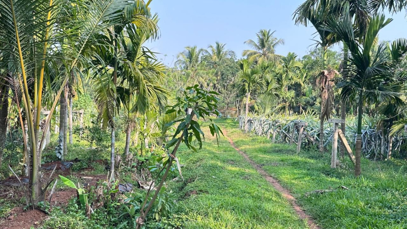  10 Acre Agricultural/Farm Land for Sale in Ujire, Mangalore