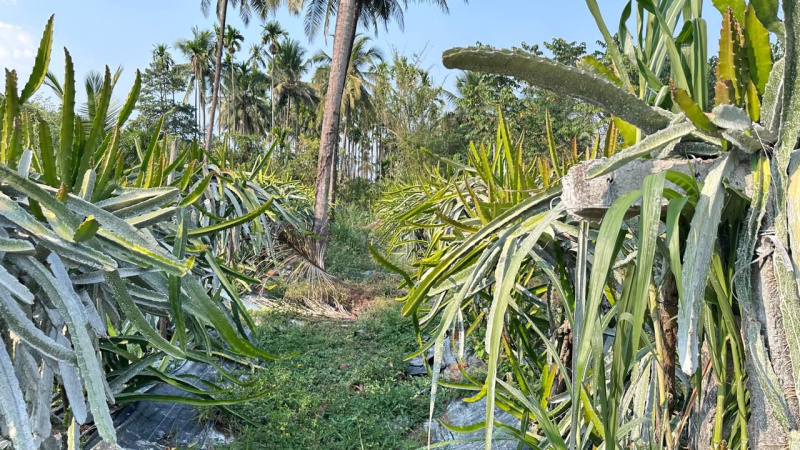  10 Acre Agricultural/Farm Land for Sale in Ujire, Mangalore