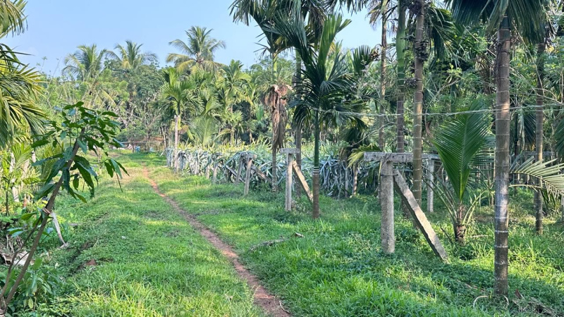  10 Acre Agricultural/Farm Land for Sale in Ujire, Mangalore