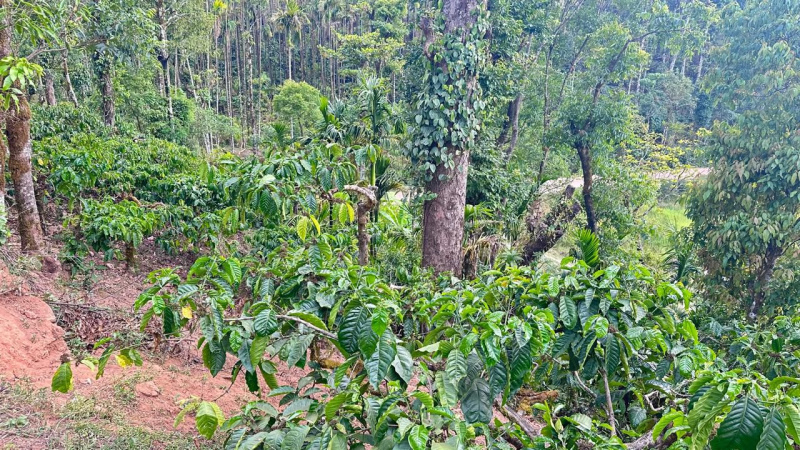  1 Acre Agricultural/Farm Land for Sale in Mudigere, Chikmagalur