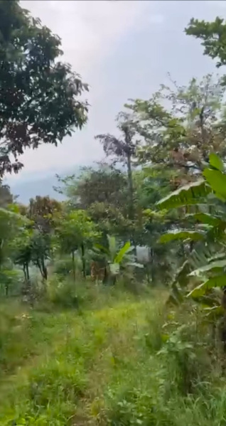  10 Acre Agricultural/Farm Land for Sale in Madikeri, Kodagu