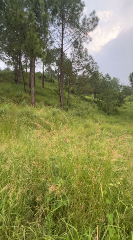 Sabathu, Solan photo 3