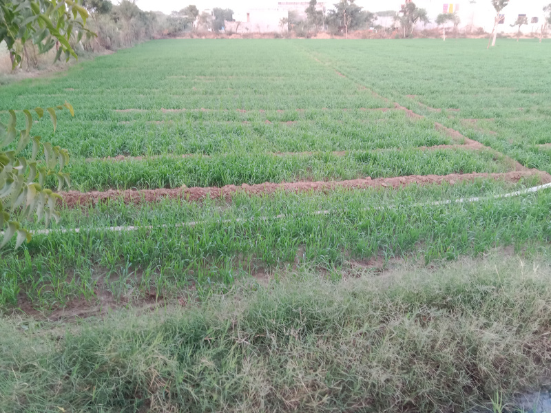 Sumel, Jaipur photo 4