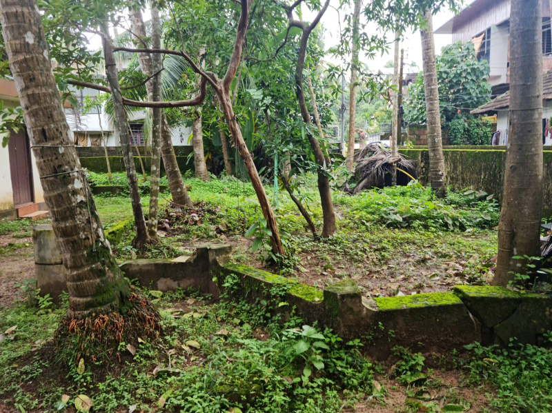 Thiruvannur, Kozhikode photo 5