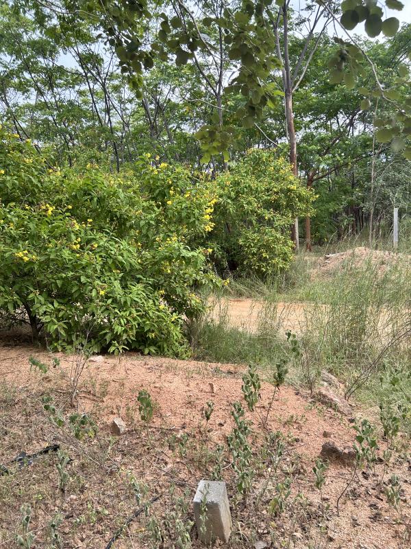 Jadcherla, Mahbubnagar photo 3