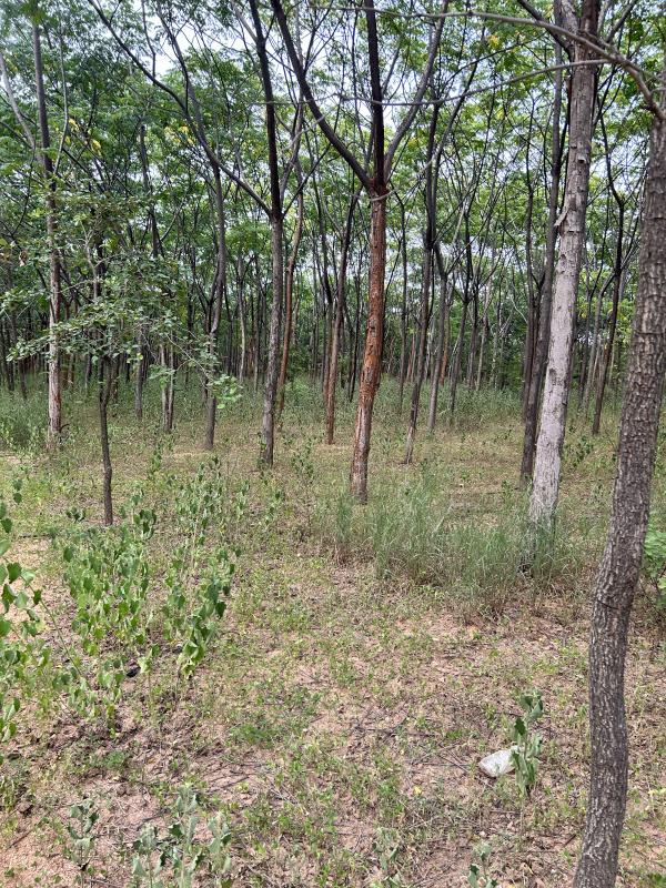 Jadcherla, Mahbubnagar photo 2