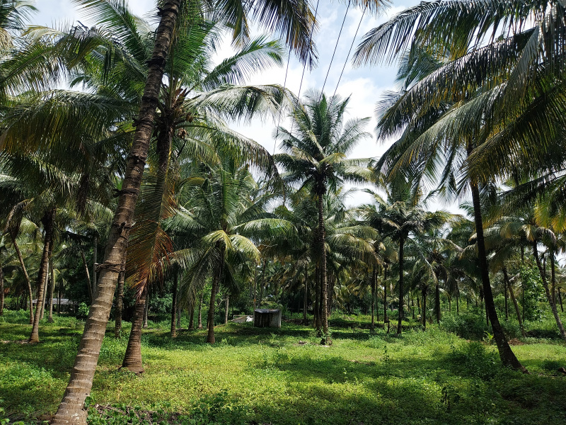  Agricultural Land 50 Cent for Sale in Kozhinjampara, Palakkad