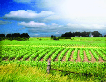  Agricultural Land for Sale in Butibori, Nagpur