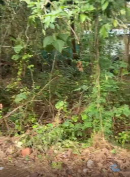  Residential Plot for Sale in Nachinola, North Goa