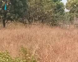  Agricultural Land for Sale in Kolad, Raigad