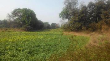  Agricultural Land for Sale in Alibag, Raigad