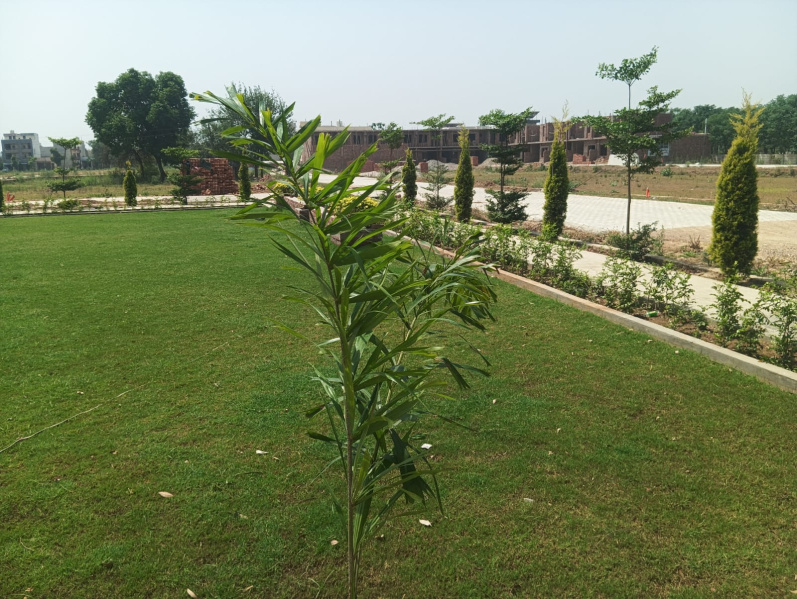  Residential Plot 900 Sq.ft. for Sale in Nangal Shama, Jalandhar