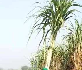 Agricultural Land 100 Ares for Sale in Dataganj, Budaun