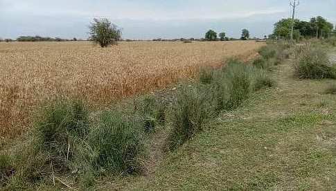 Agricultural Land 200 Ares for Sale in Dataganj, Budaun