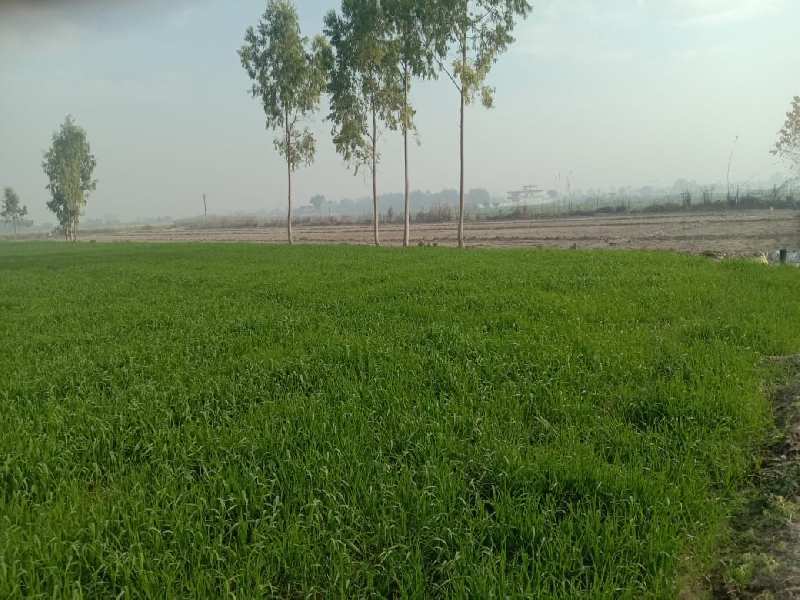 Agricultural Land 50 Ares for Sale in Kaimganj, Farrukhabad