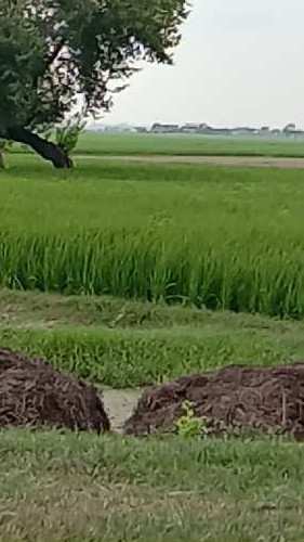 Agricultural Land 50 Ares for Sale in Dataganj, Budaun