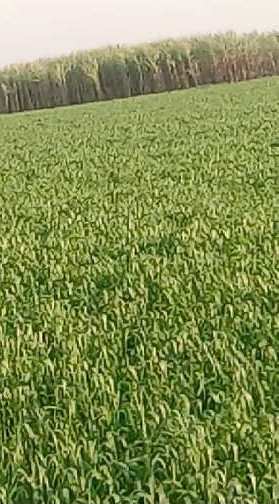 Agricultural Land 15 Ares for Sale in Dataganj, Budaun