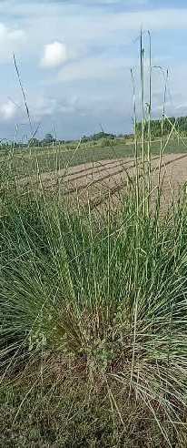 Agricultural Land 80 Ares for Sale in Dataganj, Budaun