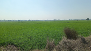  Agricultural Land for Sale in Dadri Road, Jhajjar