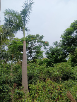 1 RK Farm House for Sale in Bijwasan, Delhi