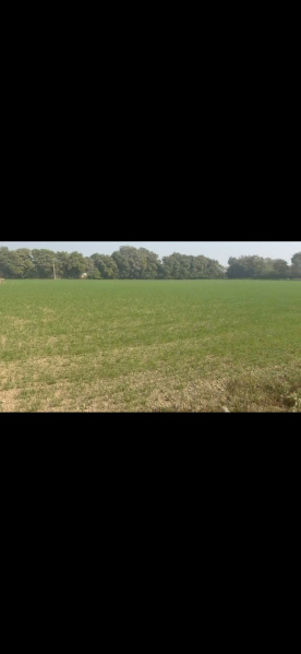  2 Acre Agricultural/Farm Land for Sale in Nanu Ram Park, Najafgarh, Delhi