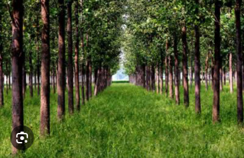  Agricultural Land for Sale in Radaur, Yamunanagar