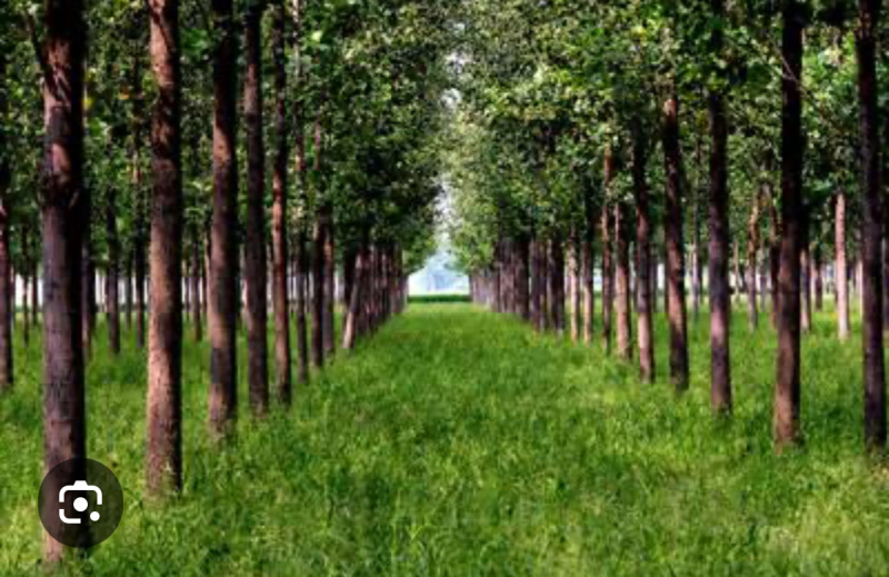  Agricultural Land 30 Acre for Sale in Radaur, Yamunanagar