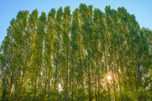  85 Acre Agricultural/Farm Land for Sale in Naraingarh, Ambala