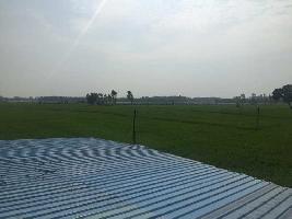  Agricultural Land for Sale in Naraingarh, Ambala