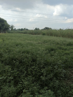  Agricultural Land for Sale in Piprali Road, Sikar