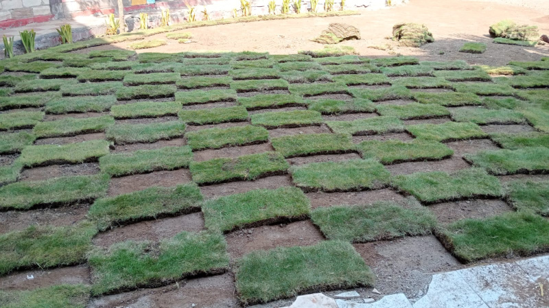  Residential Plot 500 Sq. Yards for Sale in Dholera, Ahmedabad
