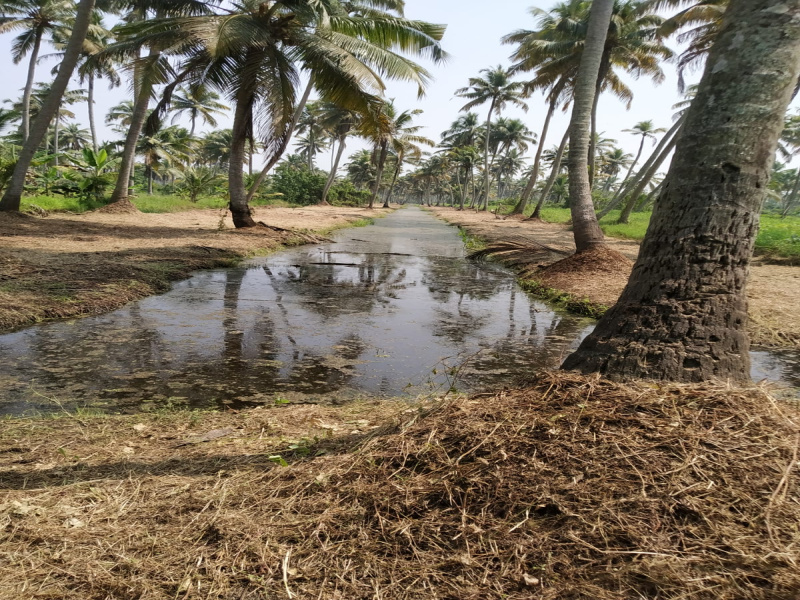 Kumarakom, Kottayam photo 5