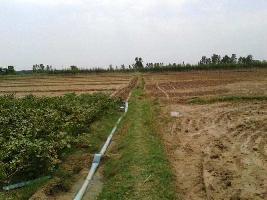  Agricultural Land for Rent in Pataudi, Gurgaon