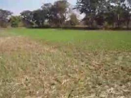  Agricultural Land for Sale in Baloda, Janjgir-Champa