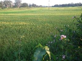  Agricultural Land for Sale in Matloda, Panipat