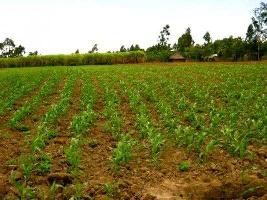  Agricultural Land for Sale in Sector 10 Gurgaon