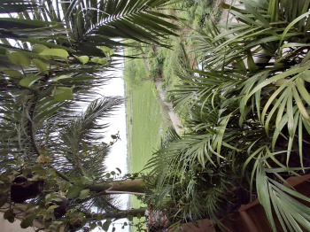  Residential Plot for Sale in Dumas Road, Surat