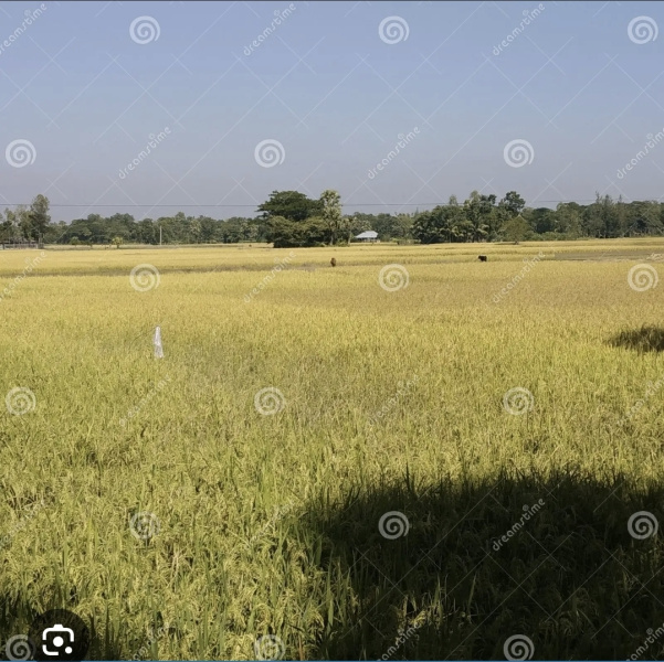  10 Acre Warehouse for Rent in Kim, Surat