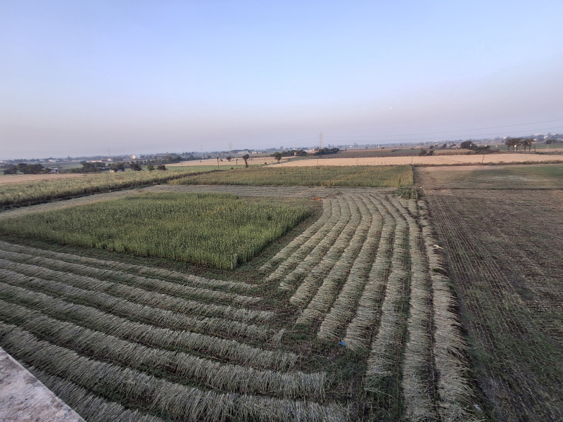  12000 Sq. Yards Residential Plot for Sale in Dumas Road, Surat