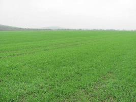  Agricultural Land for Sale in Chikani, Alwar