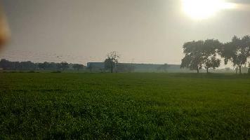  Agricultural Land for Sale in Buchu Kalan, Bathinda