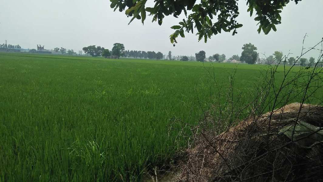 Agricultural Land 15 Acre for Sale in Phillaur, Jalandhar