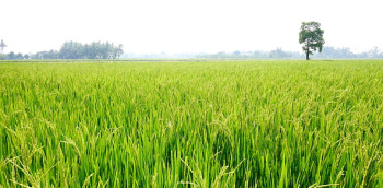  Agricultural Land for Sale in Guru Hargovind Nagar, Phagwara