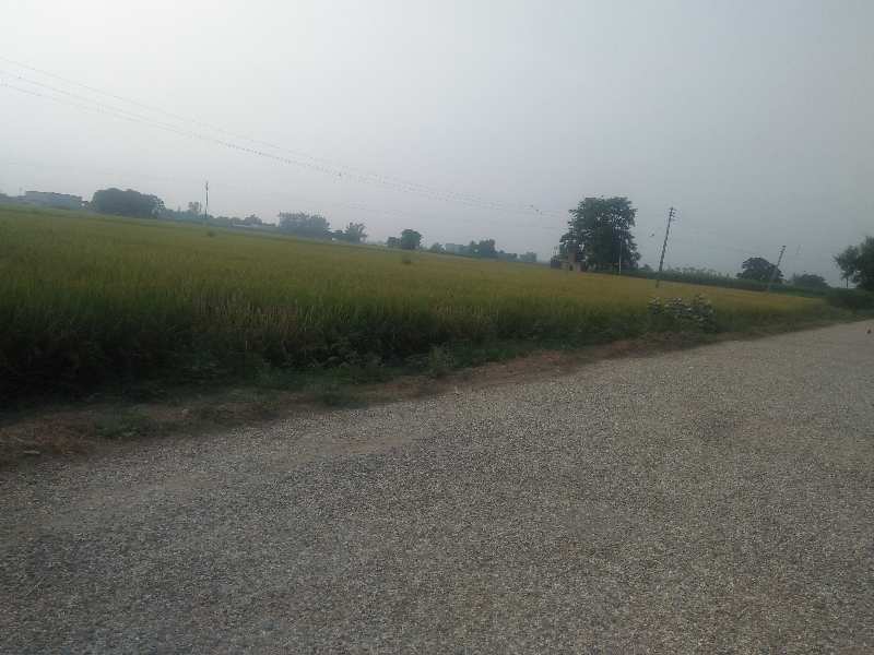 Agricultural Land 25 Acre for Sale in Banga, Shahid Bhagat Singh Nagar