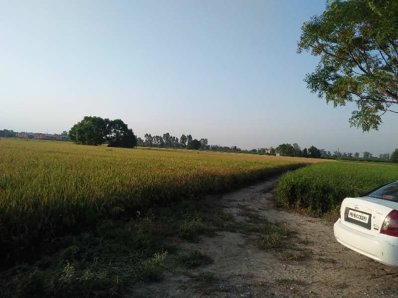 Agricultural Land 38 Acre for Sale in Banga, Shahid Bhagat Singh Nagar