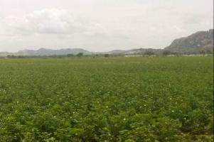  Agricultural Land for Sale in Bhongir, Yadadri Bhuvanagiri