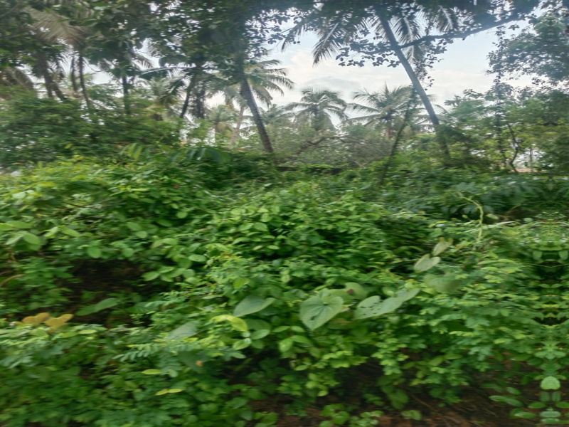 Commercial Land 2500 Sq. Meter for Sale in Salcete, South Goa, 