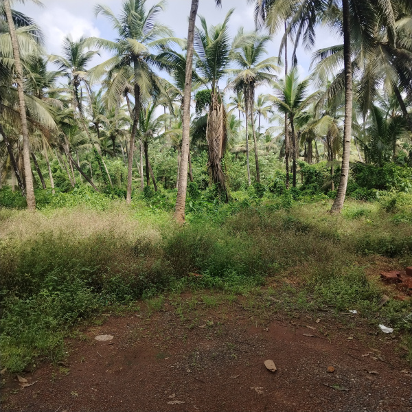  800 Sq. Meter Residential Plot for Sale in Sancoale, South Goa