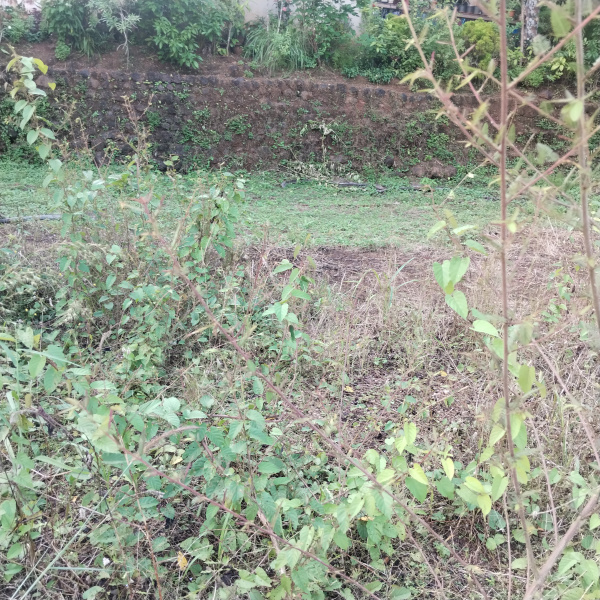  407 Sq. Meter Residential Plot for Sale in Betalbatim, South Goa, 
